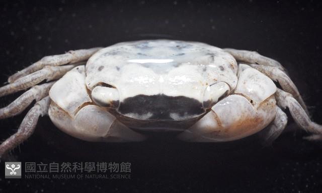肥胖後相手蟹藏品圖，第5張