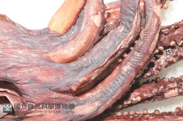 奇妙帆魷藏品圖，第5張