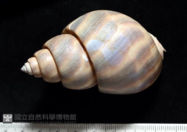 皮氏鳳螺藏品圖，第5張