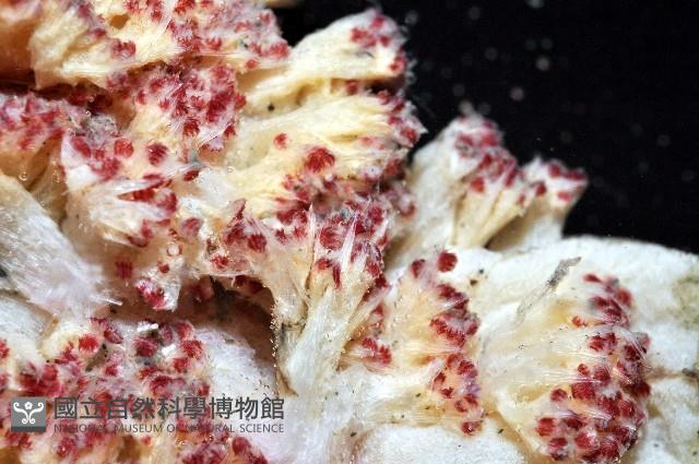未知種棘穗軟珊瑚藏品圖，第5張