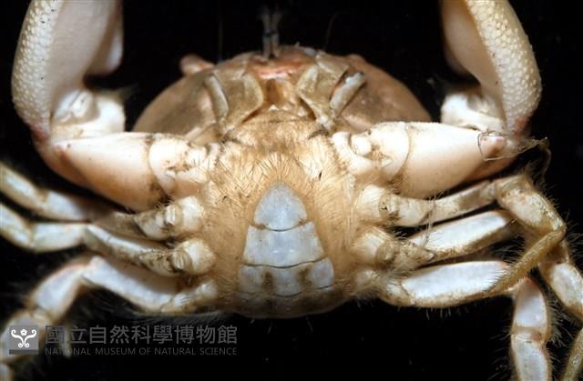 台灣楊梅蟹藏品圖，第5張