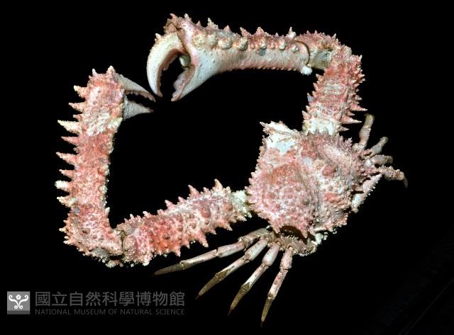 強壯菱蟹藏品圖，第5張