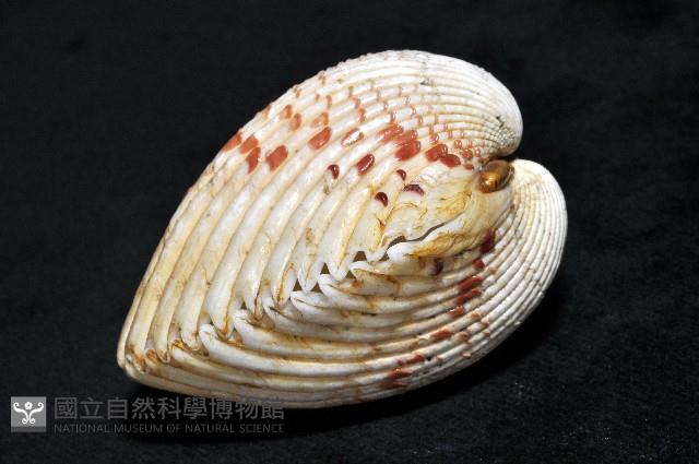 草莓鳥尾蛤藏品圖，第5張