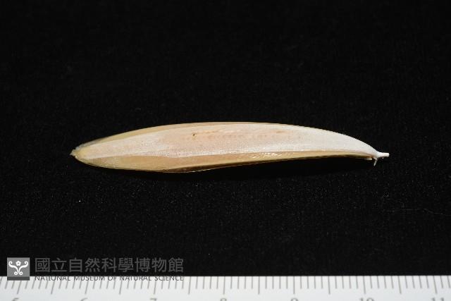 越南烏賊藏品圖，第5張