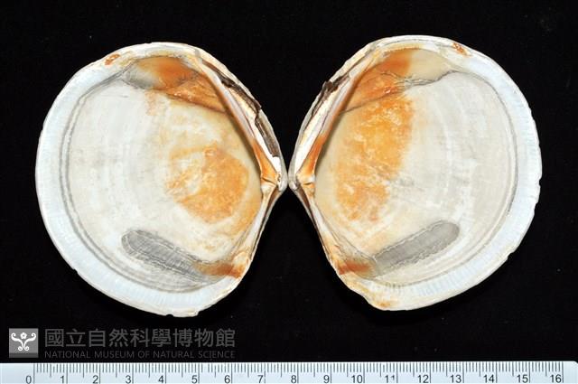 環紋扁滿月蛤藏品圖，第5張