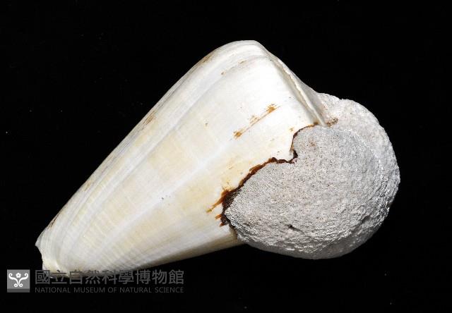 蠟黃芋螺藏品圖，第5張