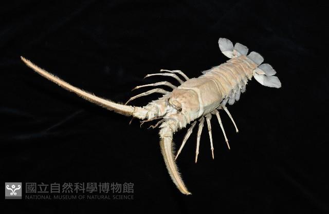 三角脊龍蝦藏品圖，第5張