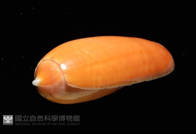 登錄號:007819-00130藏品圖，第5張