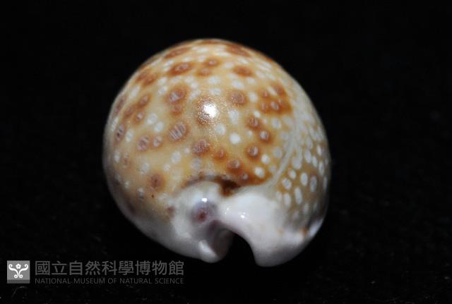 紫緣寶螺藏品圖，第5張