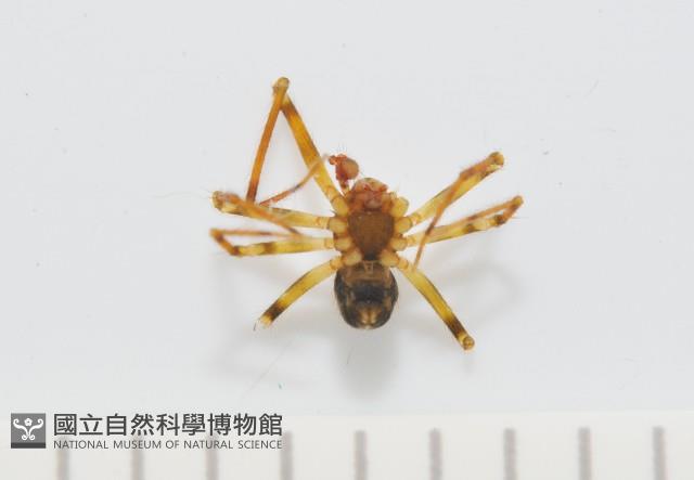 臺灣奈斯蛛藏品圖，第5張