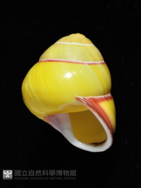 環紋光澤蝸牛藏品圖，第5張