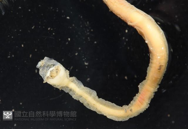 亞氏海豆芽藏品圖，第5張