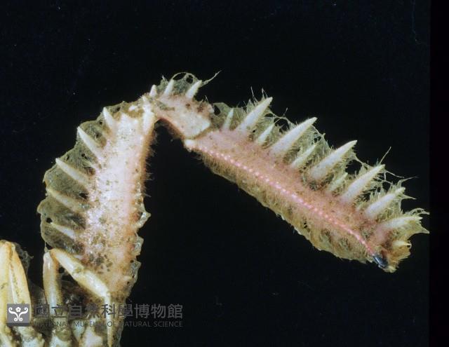 短臂側棘蟹藏品圖，第5張