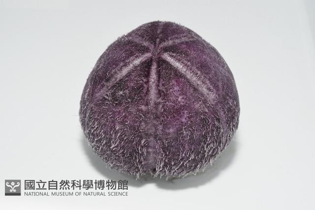 中華釜海膽藏品圖，第5張