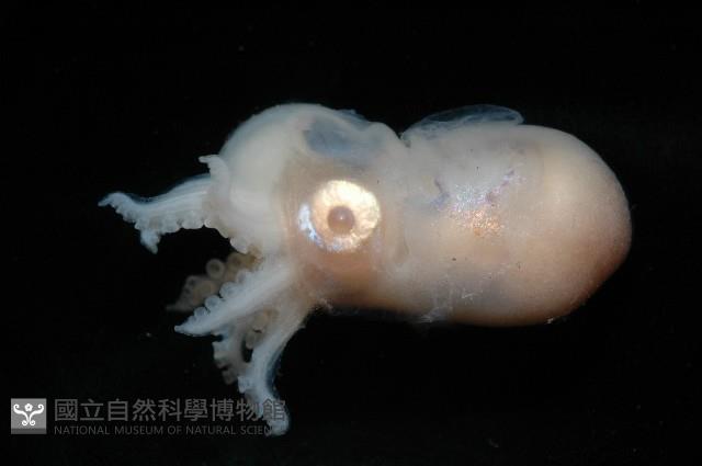未知種船蛸藏品圖，第5張
