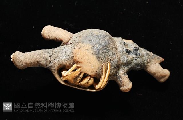 寄居蟹鞘群海葵藏品圖，第5張