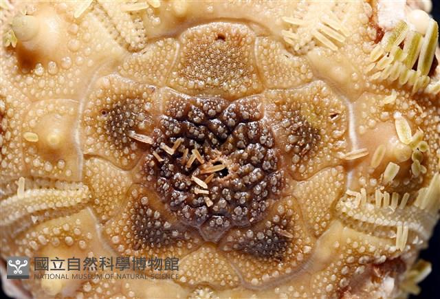 刺柄頭帕藏品圖，第5張