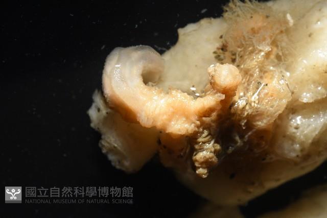 未知種海綿藏品圖，第5張