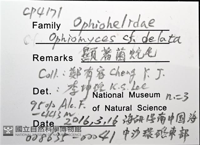 顯著菌蛇尾藏品圖，第5張
