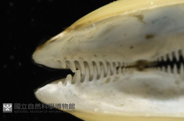 深淵馬刺蛤藏品圖，第5張