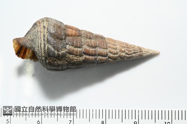 泥海蜷藏品圖，第5張