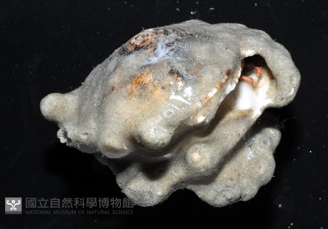 未知種鞘群海葵藏品圖，第5張