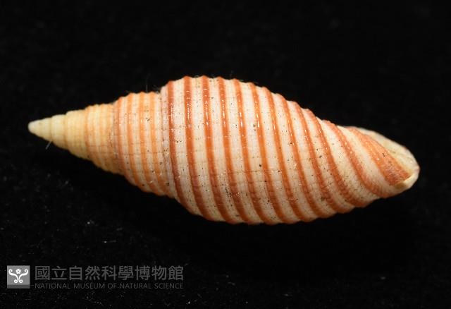 巧彫筆螺藏品圖，第5張