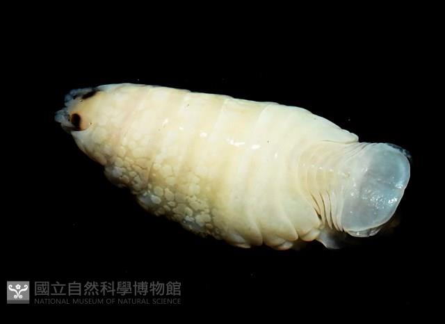 未知種縮頭水虱藏品圖，第5張
