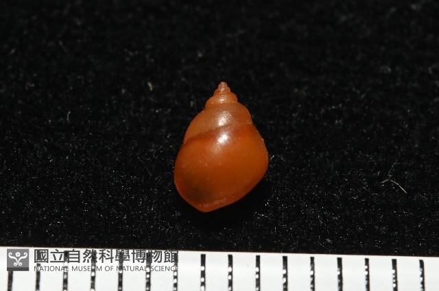 菲律賓粟螺藏品圖，第5張