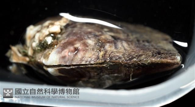 黑蝶珍珠蛤藏品圖，第5張