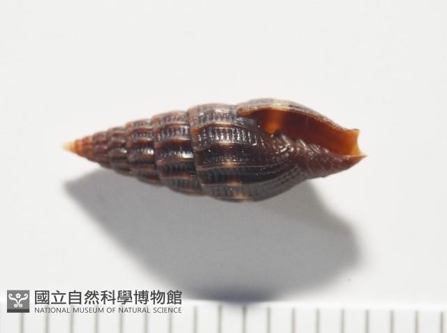 微光蛹筆螺藏品圖，第5張