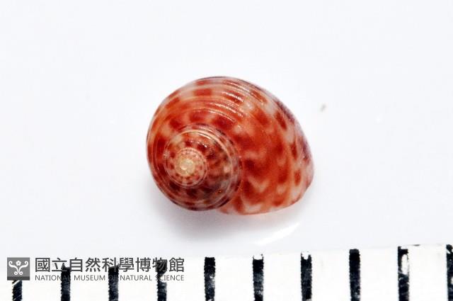 明輝蠑螺藏品圖，第5張