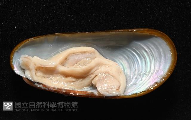 斧形深海殼菜蛤藏品圖，第5張
