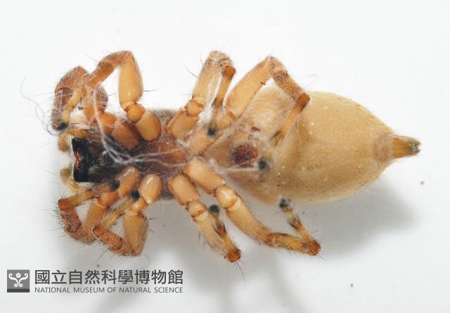 雙帶扁蠅虎藏品圖，第5張