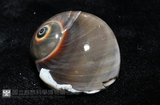 大玉螺藏品圖，第5張