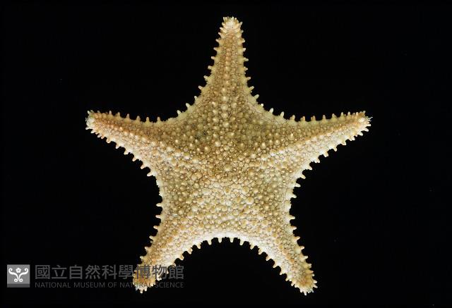 未知種馬海星藏品圖，第5張