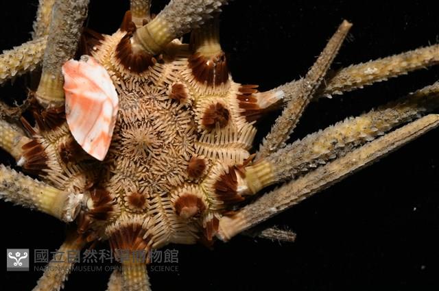 紋大茗荷藏品圖，第5張