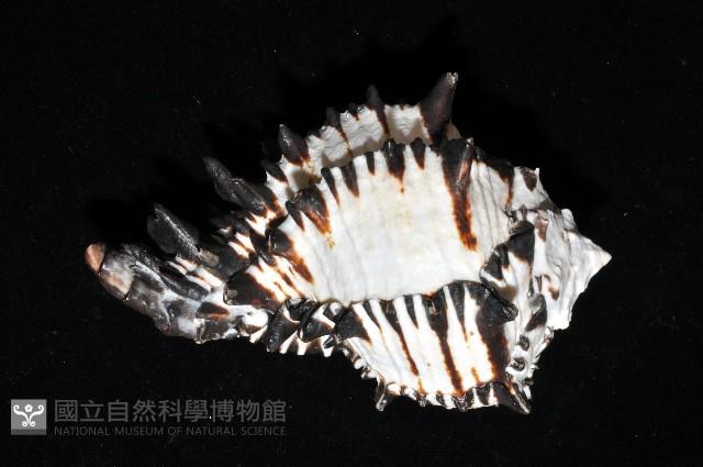 刺蝟骨螺藏品圖，第5張