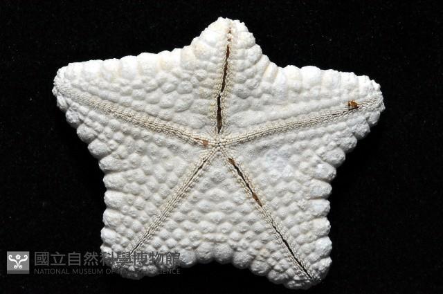 麵包海星(饅頭海星)藏品圖，第5張
