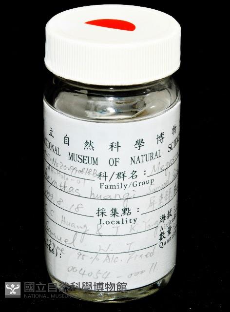 黃氏遠環蚓藏品圖，第5張