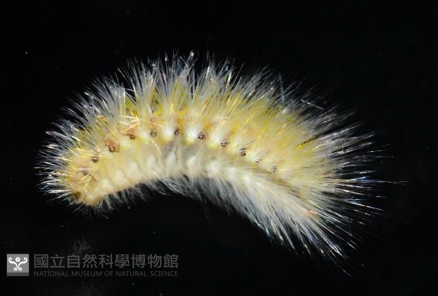 未知種仙蟲藏品圖，第5張