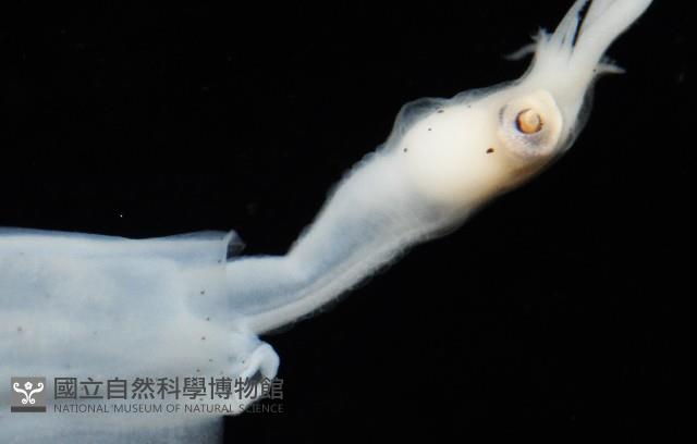 未知種手魷藏品圖，第5張