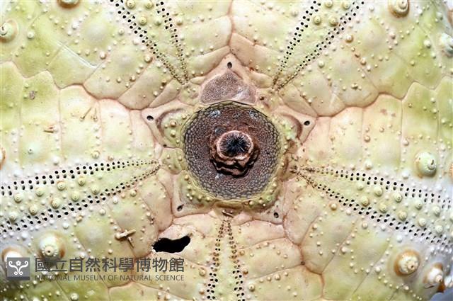 裸隱肛海膽藏品圖，第5張