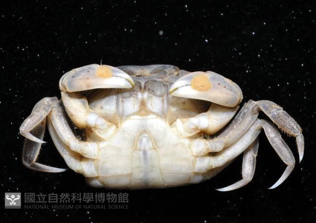 絨毛(螯)近方蟹藏品圖，第5張