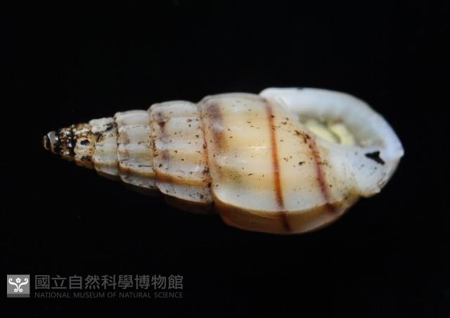 百肋織紋螺(暫譯)藏品圖，第5張