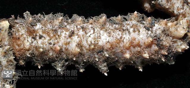棘刺菱蟹藏品圖，第5張