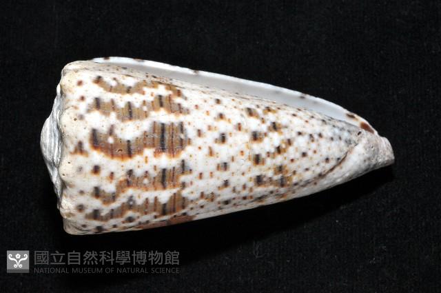 帝王芋螺藏品圖，第5張