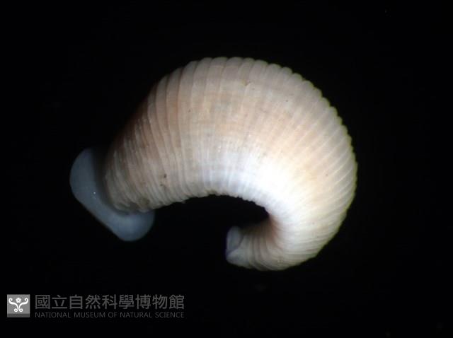 未知種舌蛭藏品圖，第5張