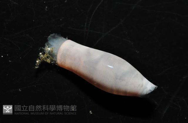 筒蝶螺藏品圖，第5張