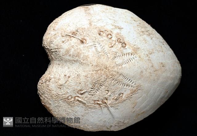 小花瓣裸心海膽藏品圖，第5張
